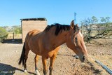 Cheval écurie du Tam