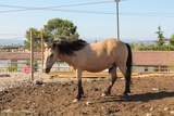 Cheval provence
