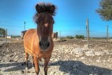 Cheval