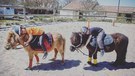 Equitation poneys enfants
