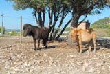 Poney gignac la nerthe