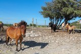 Poney