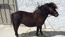 Poney shetland