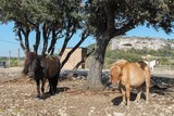 Poneys provence